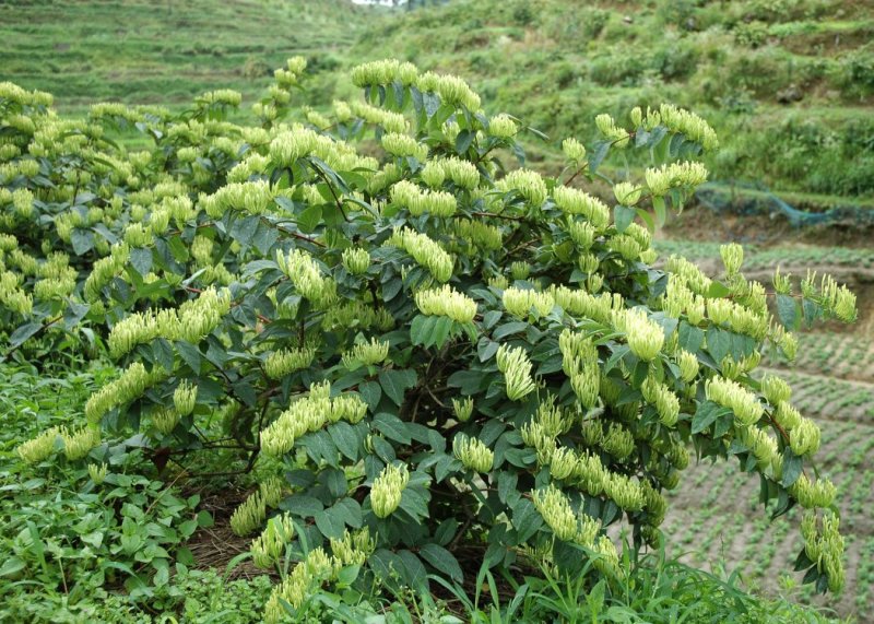 湘蕾金银花苗【顺丰包邮】金翠蕾20~90cm