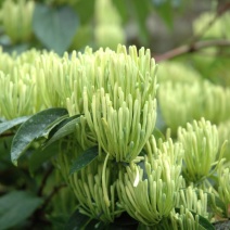 湘蕾金银花苗【顺丰包邮】金翠蕾20~90cm