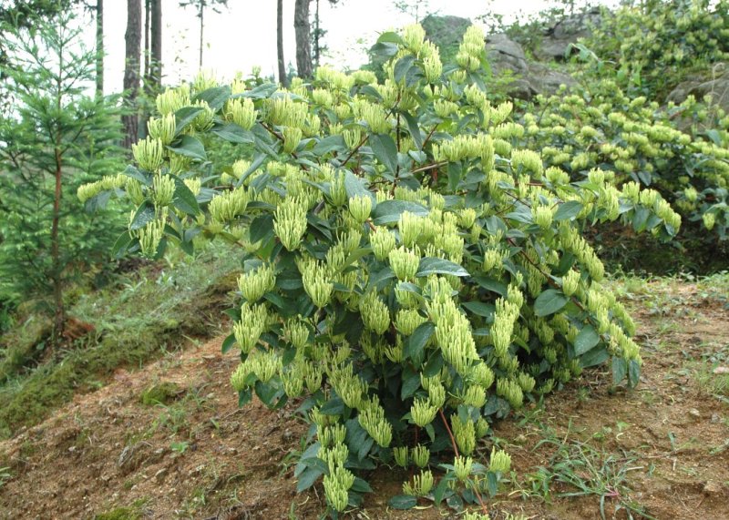 湘蕾金银花苗【顺丰包邮】金翠蕾20~90cm