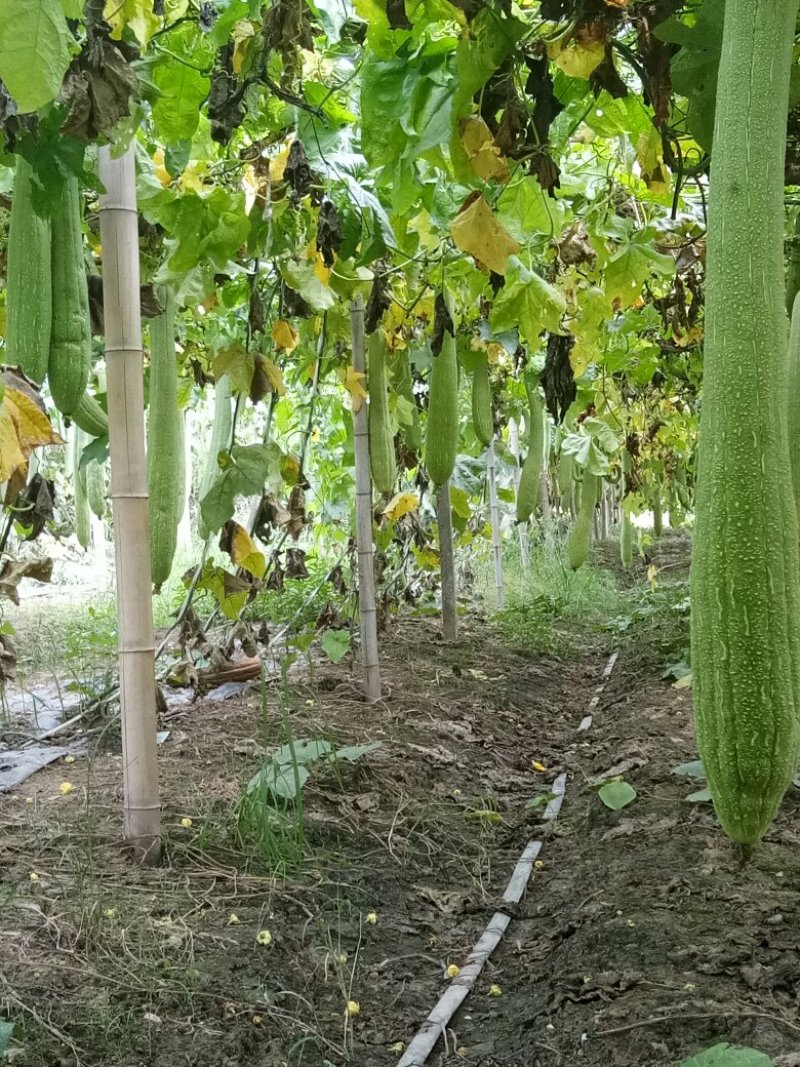 丝瓜络