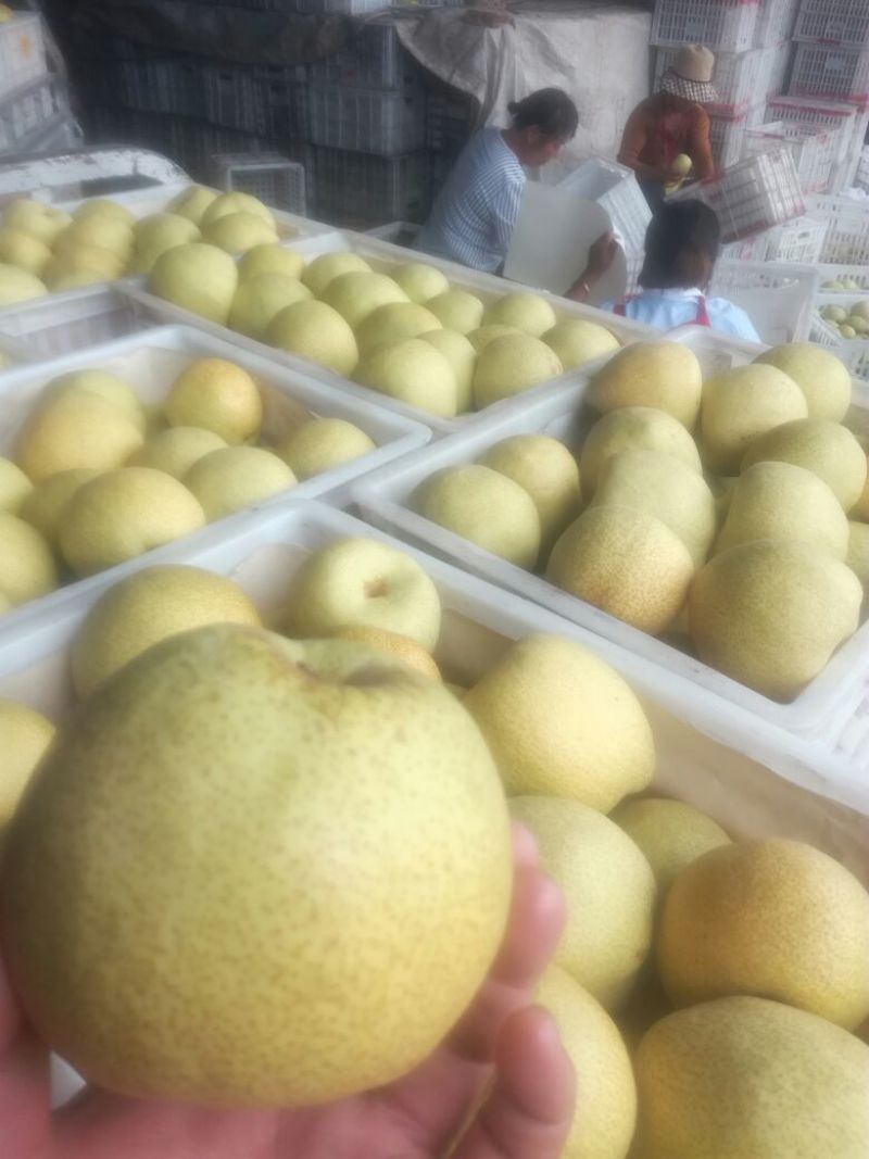 酥梨250~300g光果