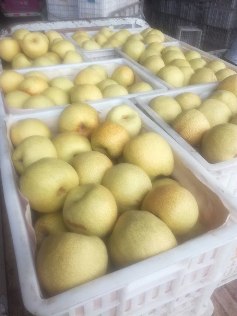 酥梨250~300g光果