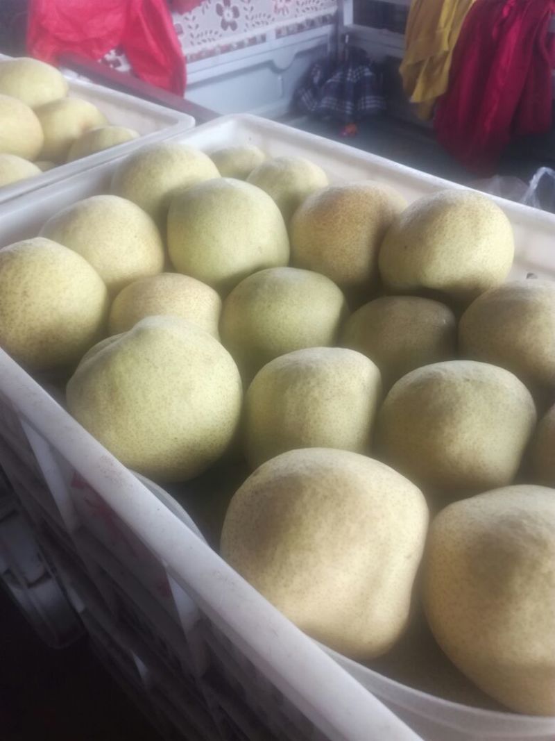 酥梨250~300g光果