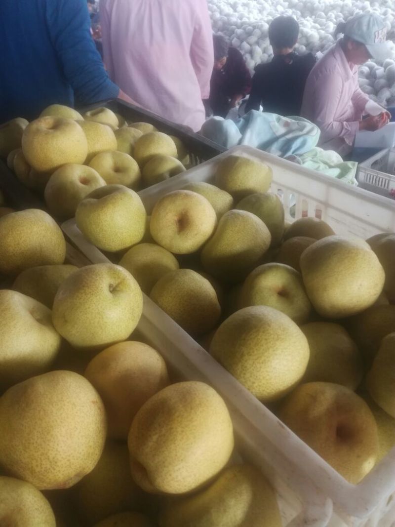 酥梨250~300g光果