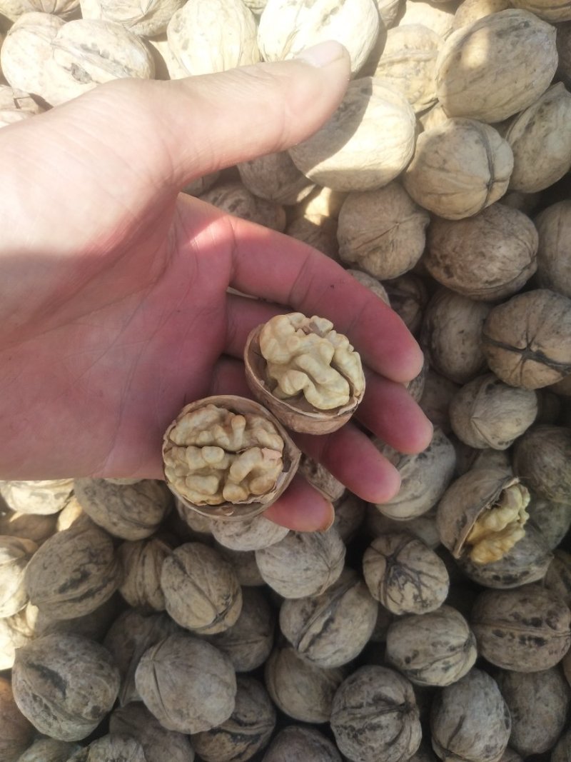 19年新货纸皮核桃阿克苏185纸皮核桃