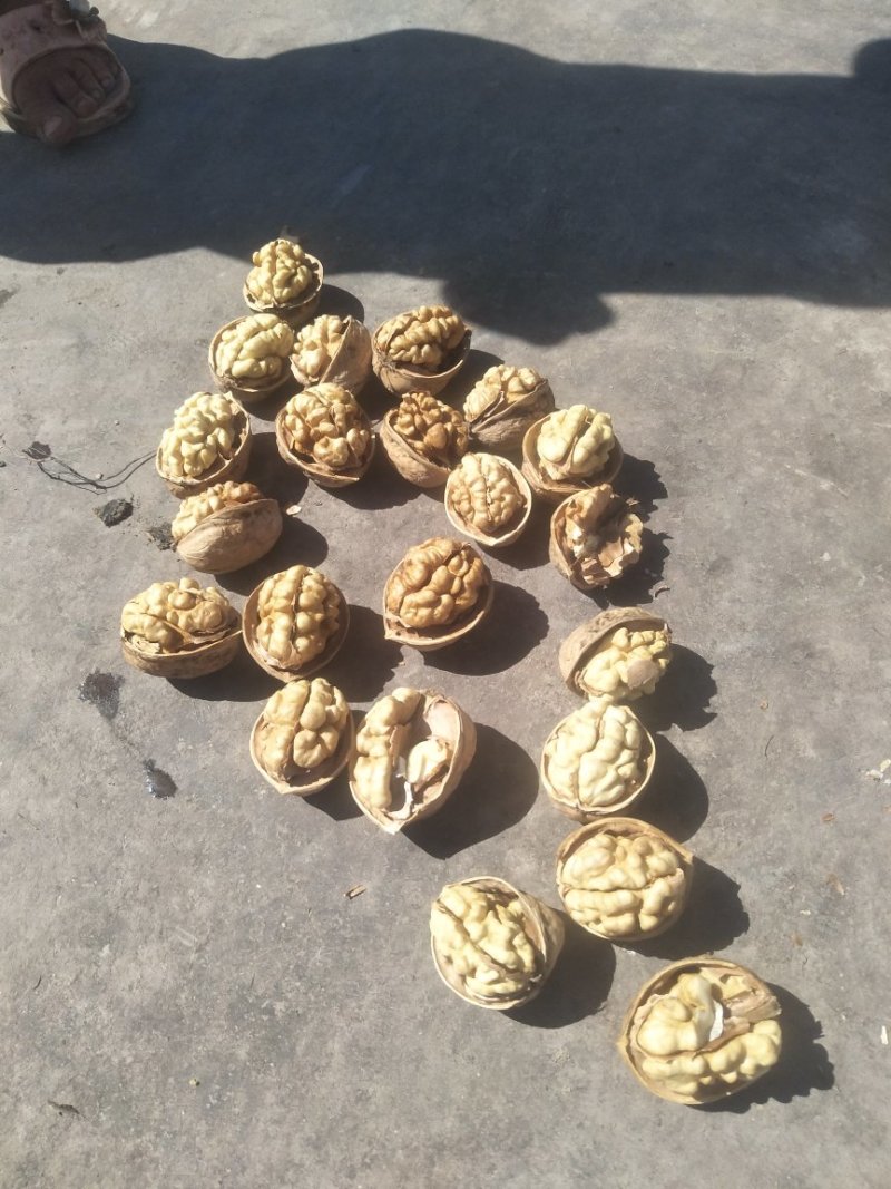 19年新货纸皮核桃阿克苏185纸皮核桃
