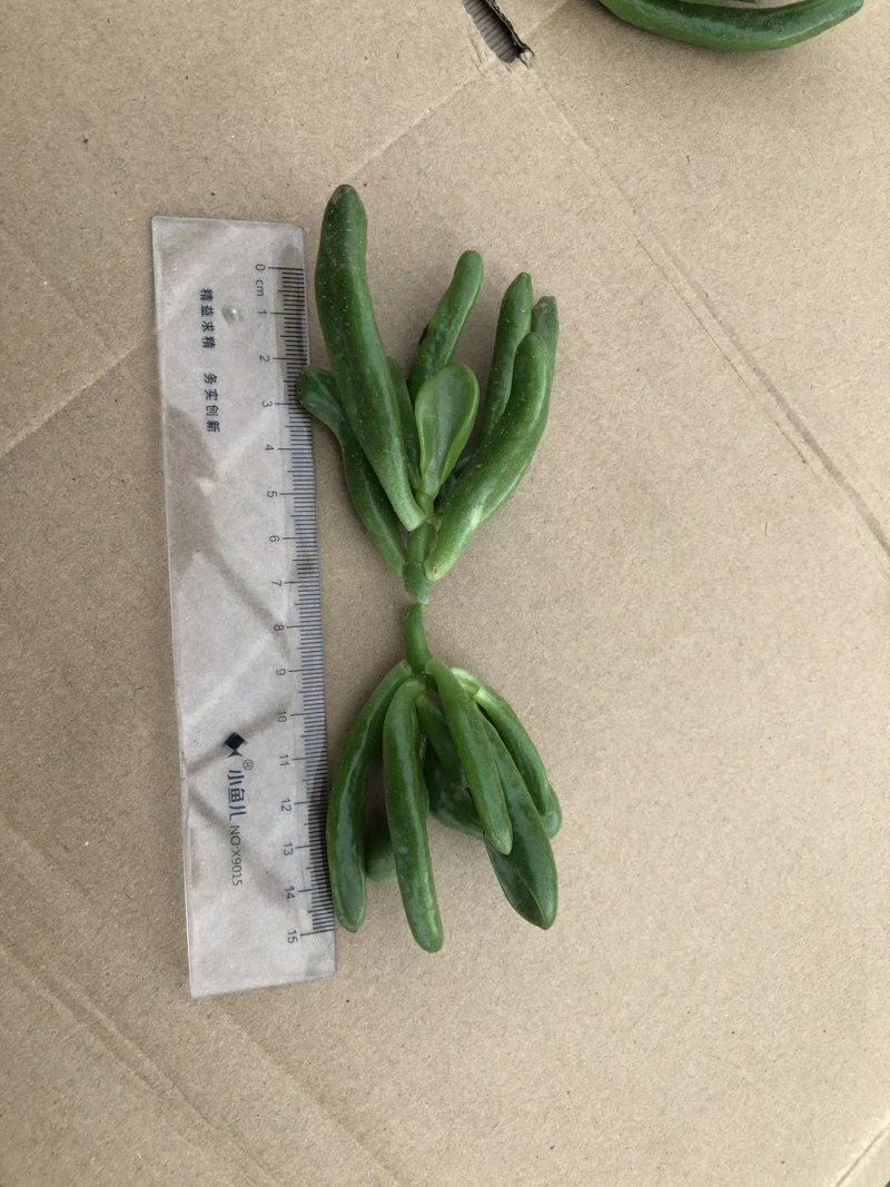 多肉吸财树砍头
