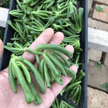 多肉吸财树砍头