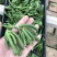 多肉吸财树砍头