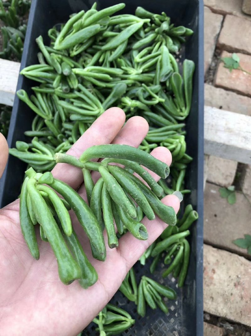 多肉吸财树砍头