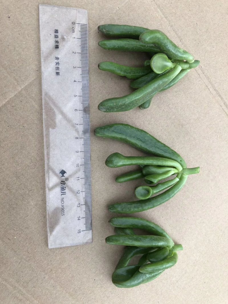 多肉吸财树砍头