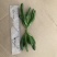 多肉吸财树砍头