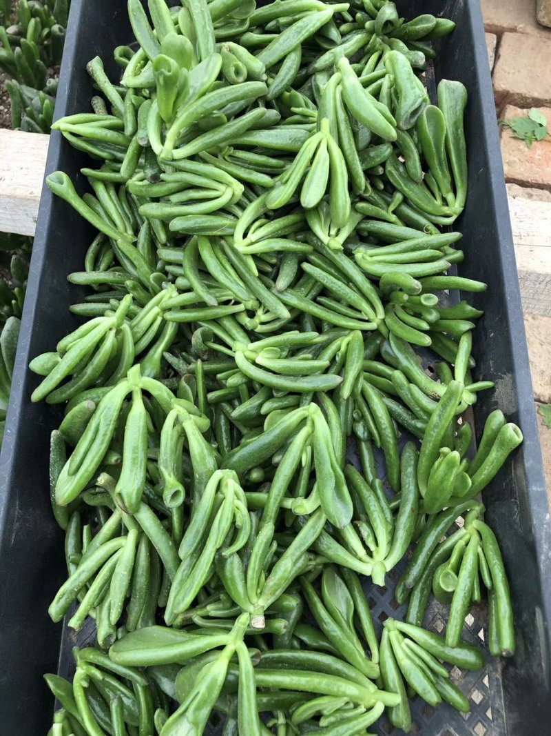 多肉吸财树砍头
