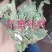 红廖中药辣蓼子辣廖红蓼水红花秧货好量大