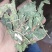红廖中药辣蓼子辣廖红蓼水红花秧货好量大