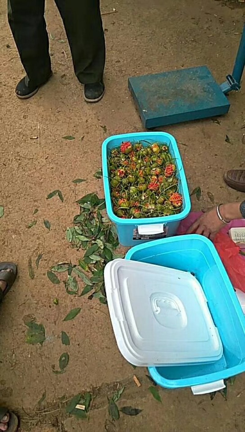 云南野生重楼种子90%以上