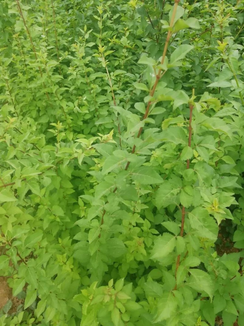 新品三号高产大果药用连翘树苗南北地栽盆栽结果包邮观赏荒山