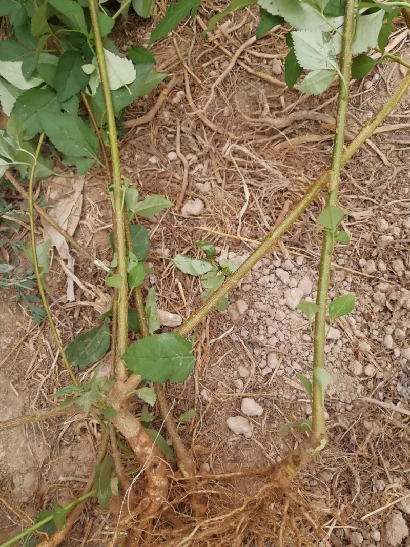 新品三号高产大果药用连翘树苗南北地栽盆栽结果包邮观赏荒山