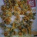 野菊花
