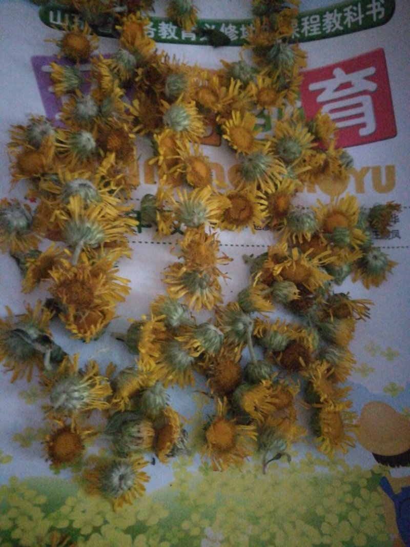 野菊花