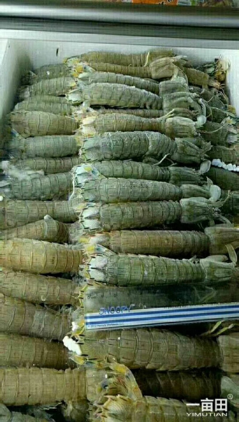 皮皮虾