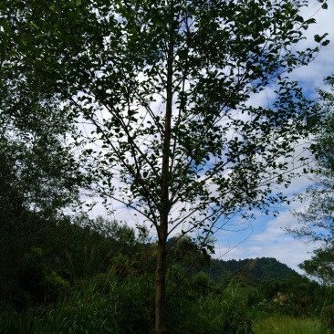 江南桤木树苗