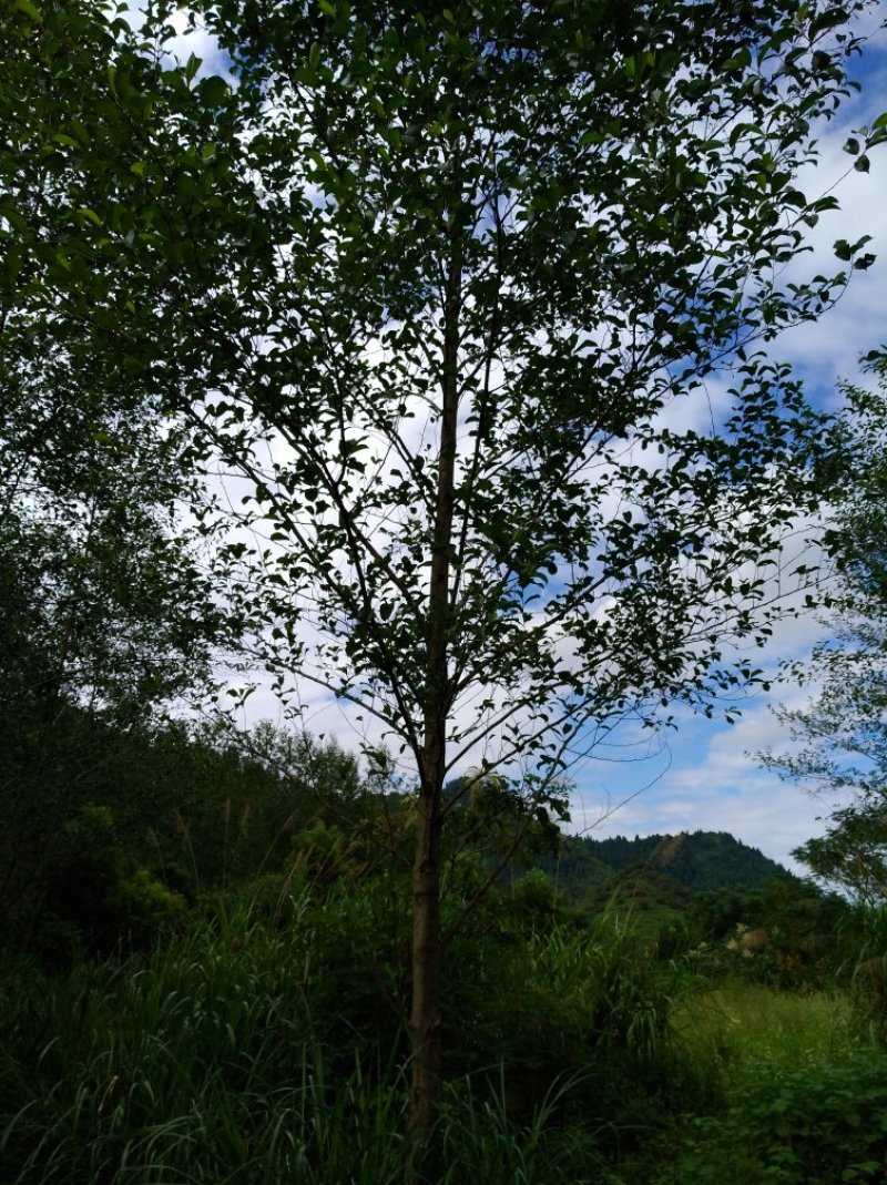 江南桤木树苗