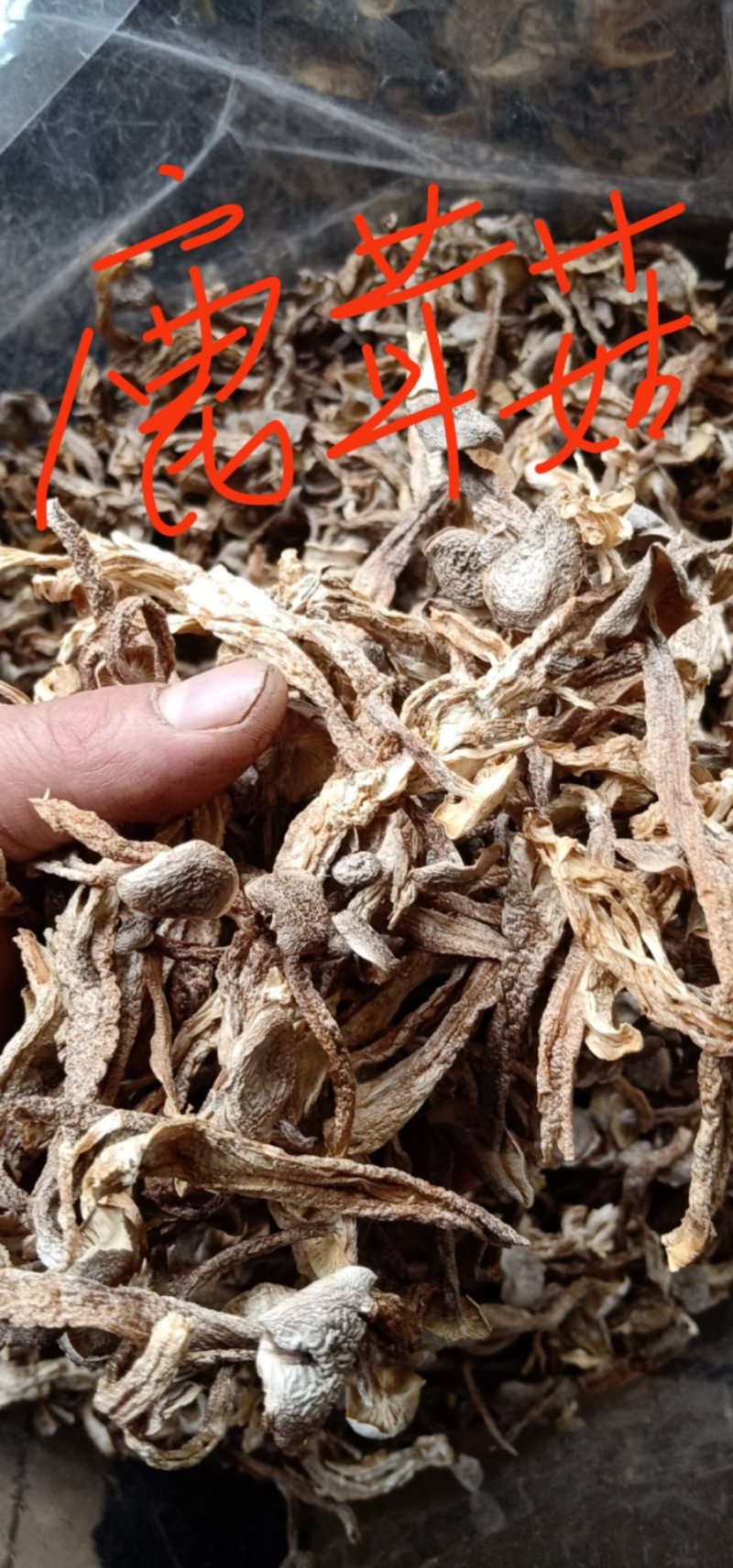 鹿茸菇