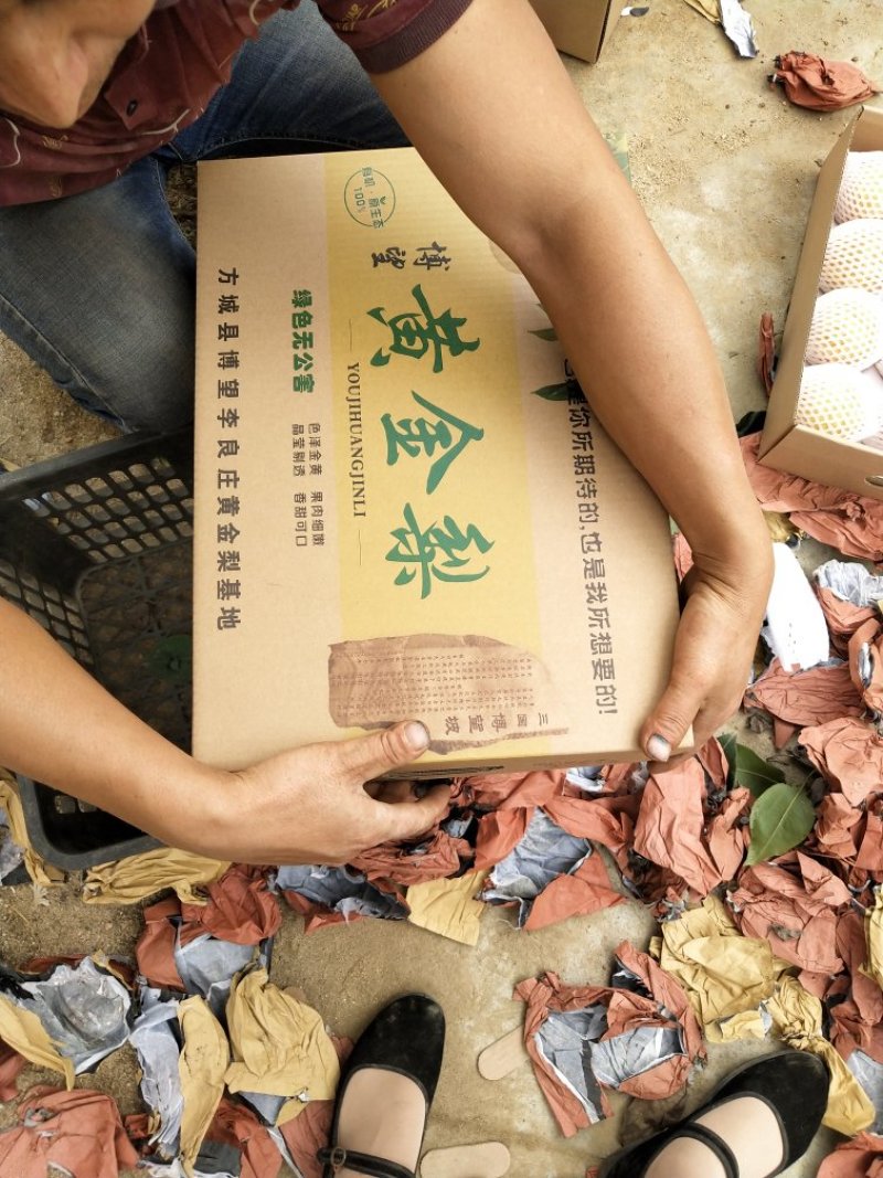 黄金梨