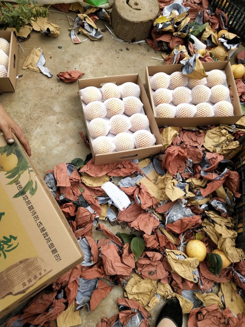 黄金梨