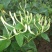 金银花苗