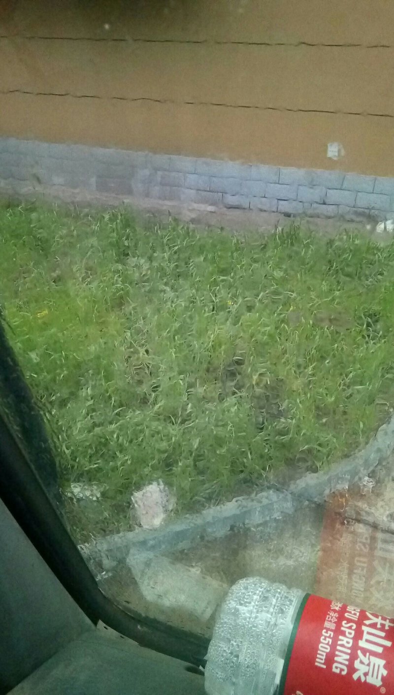 油菜籽