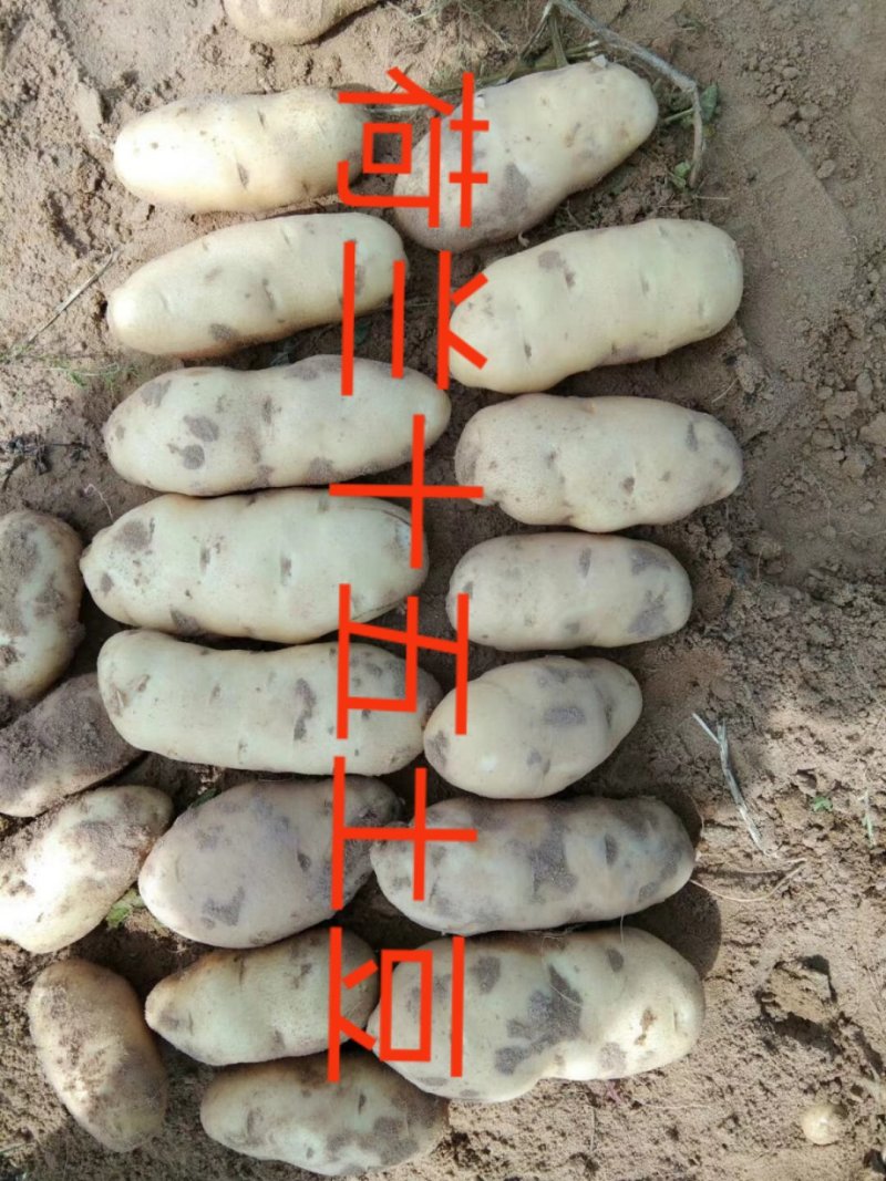 陕北内蒙土豆