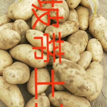 陕北内蒙土豆