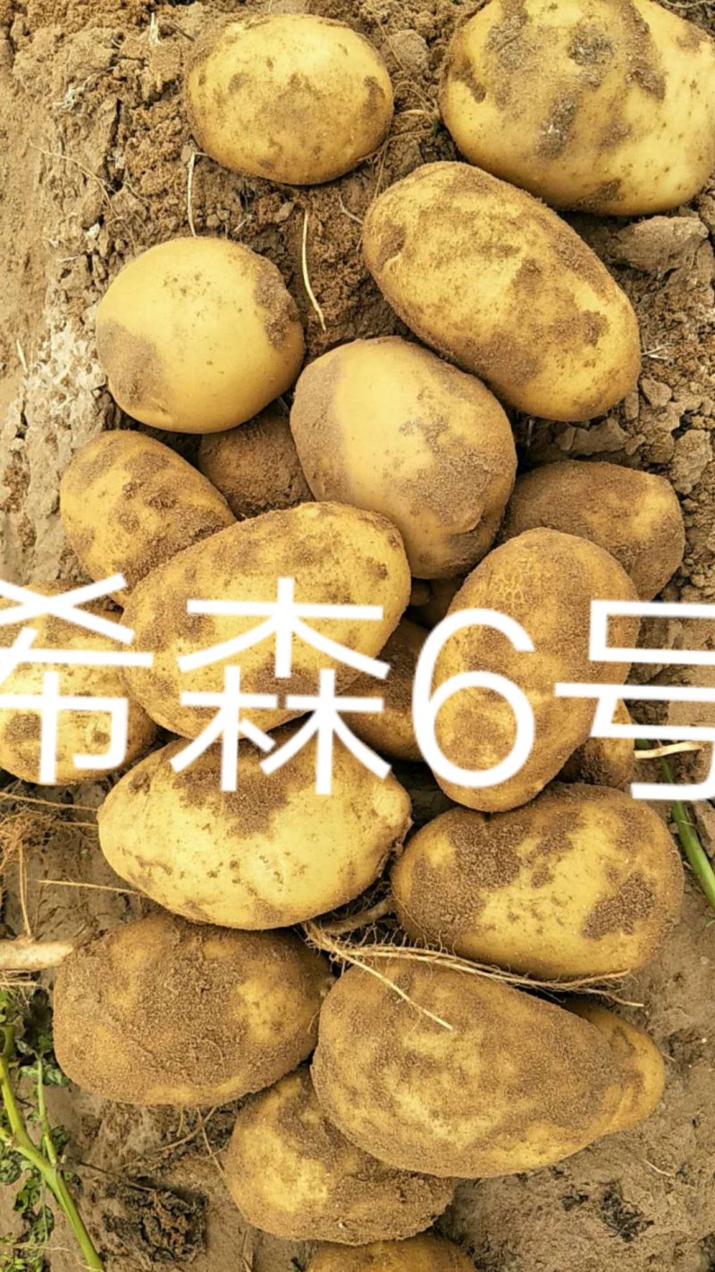 陕北内蒙土豆