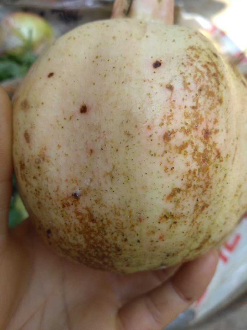 蒙自市大果绿籽薄皮石榴