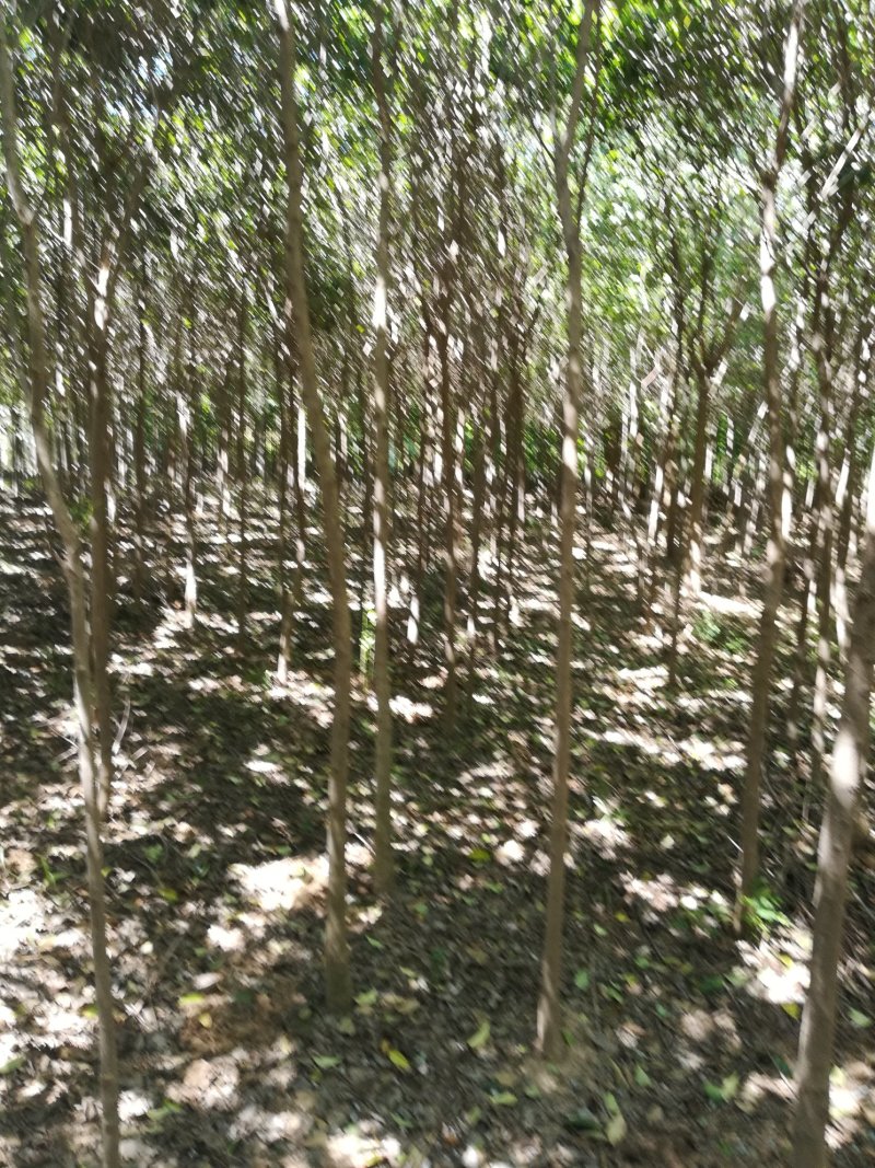 大叶女贞4～10