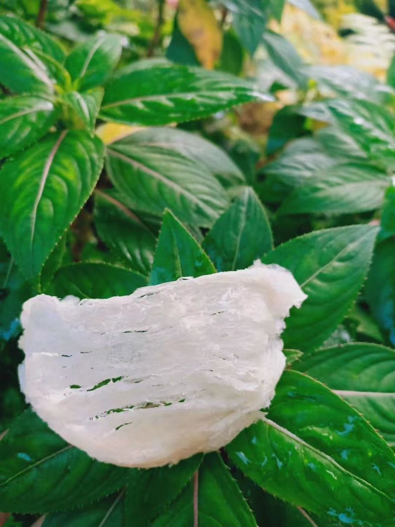印尼燕窝