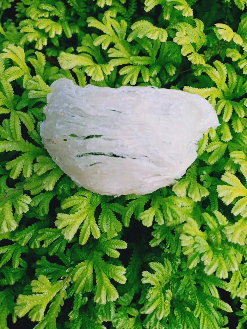 印尼燕窝