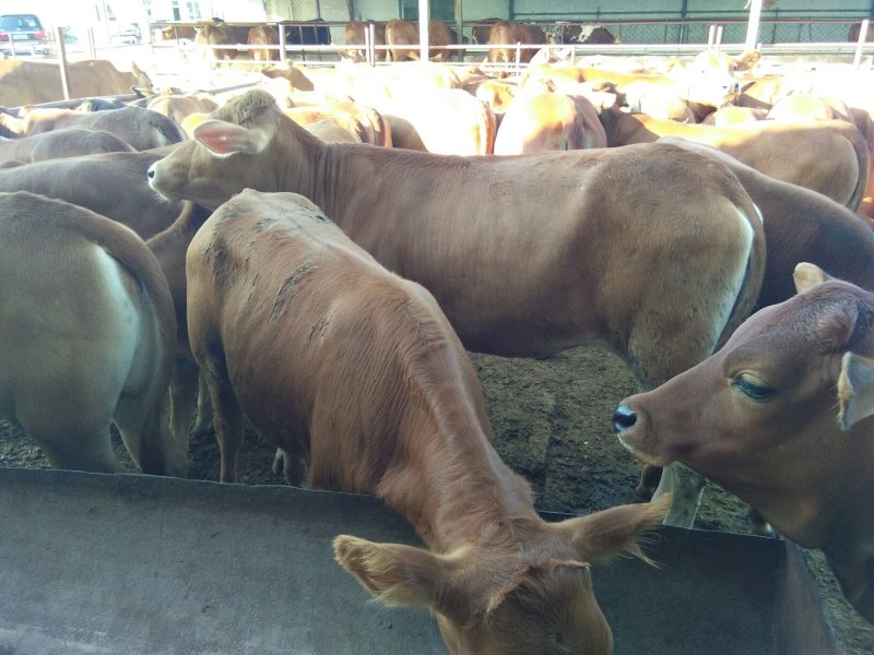 本场出售肉牛犊，免费送货，货到付款。