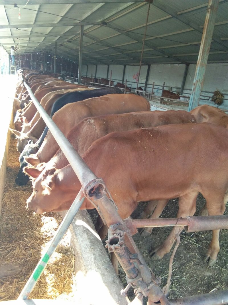 本场出售肉牛犊，免费送货，货到付款。