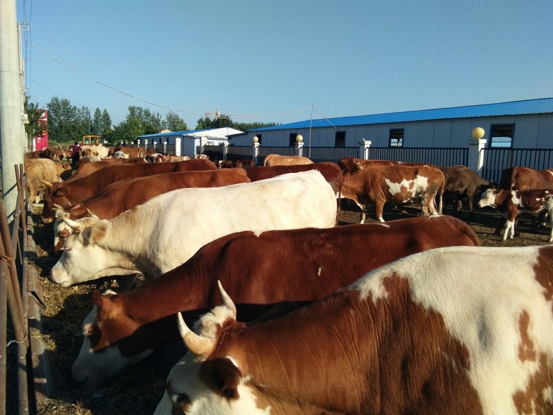 本场出售肉牛犊，免费送货，货到付款。