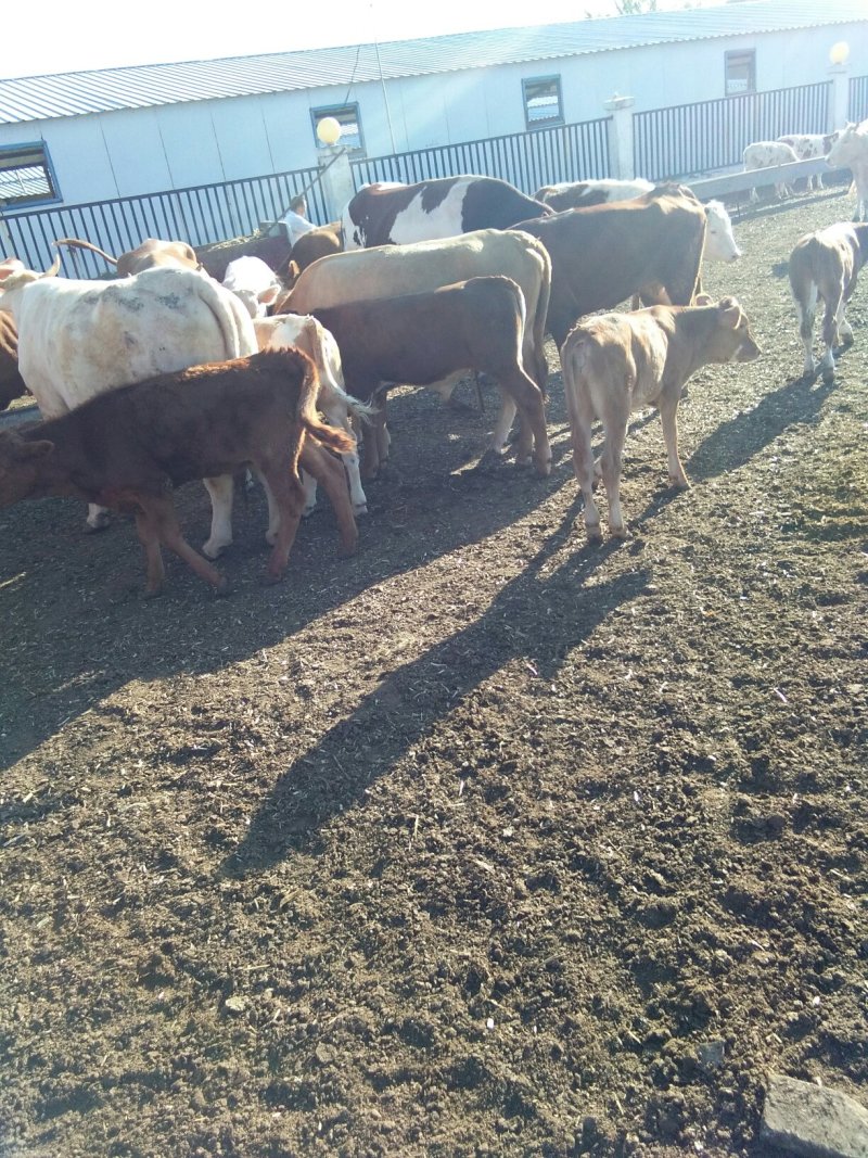 本场出售肉牛犊，免费送货，货到付款。