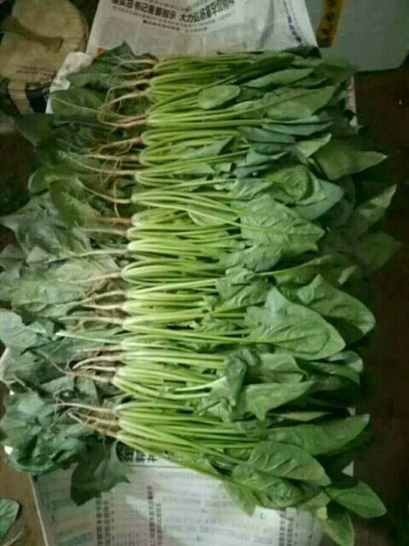 【菠菜】高20～25叶片绿亮