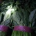 【菠菜】高20～25叶片绿亮