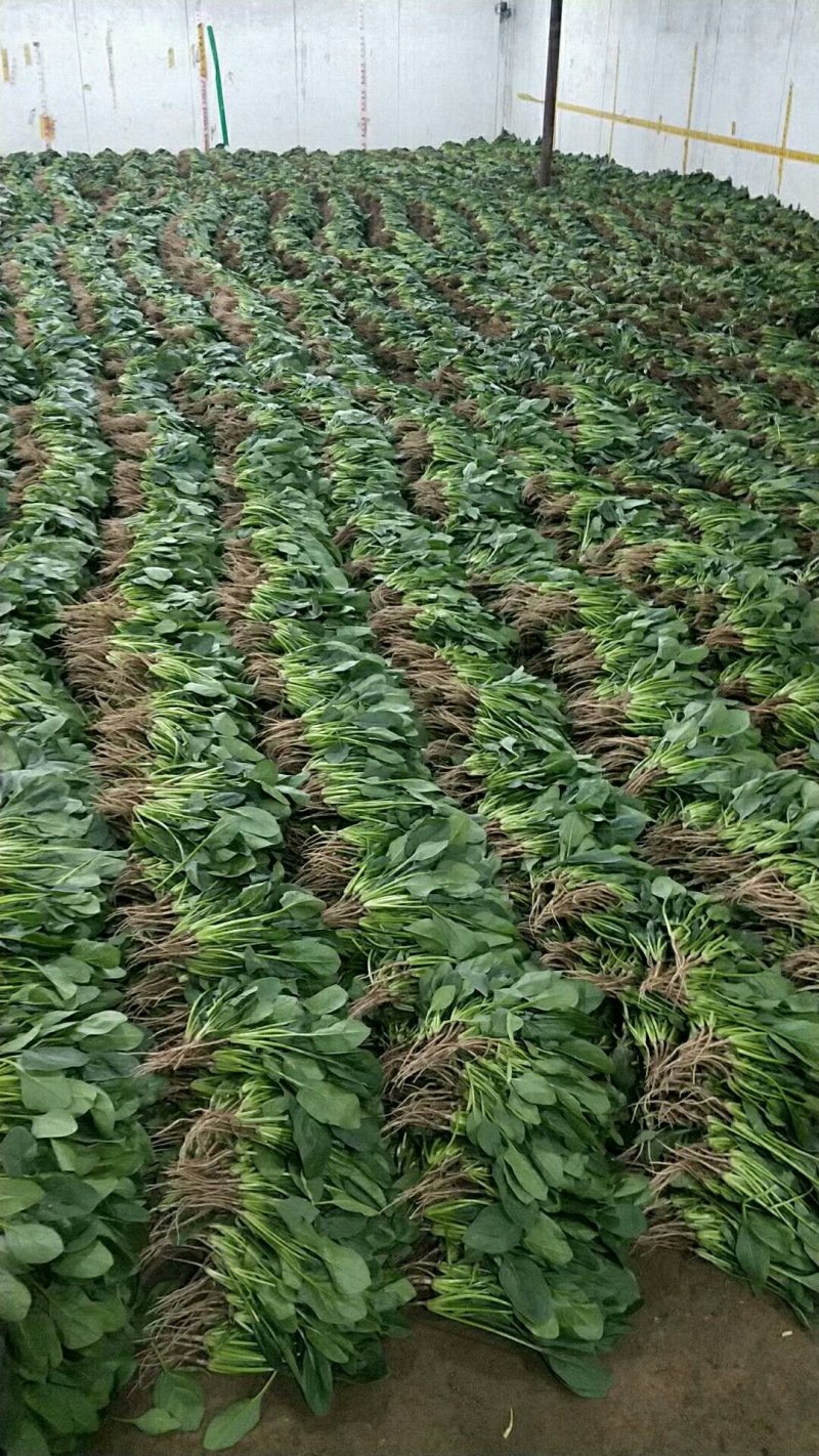 【菠菜】高20～25叶片绿亮