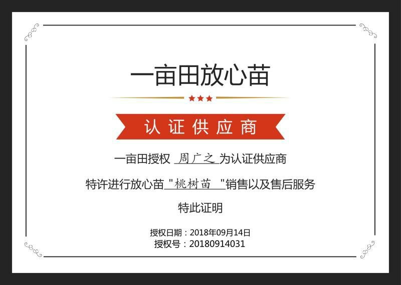 桃树苗80cm以上桃树成苗早熟中熟晚熟