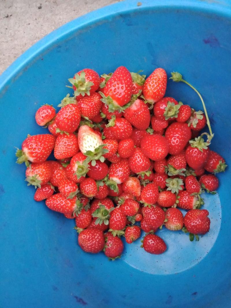小草莓