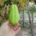 佛手瓜