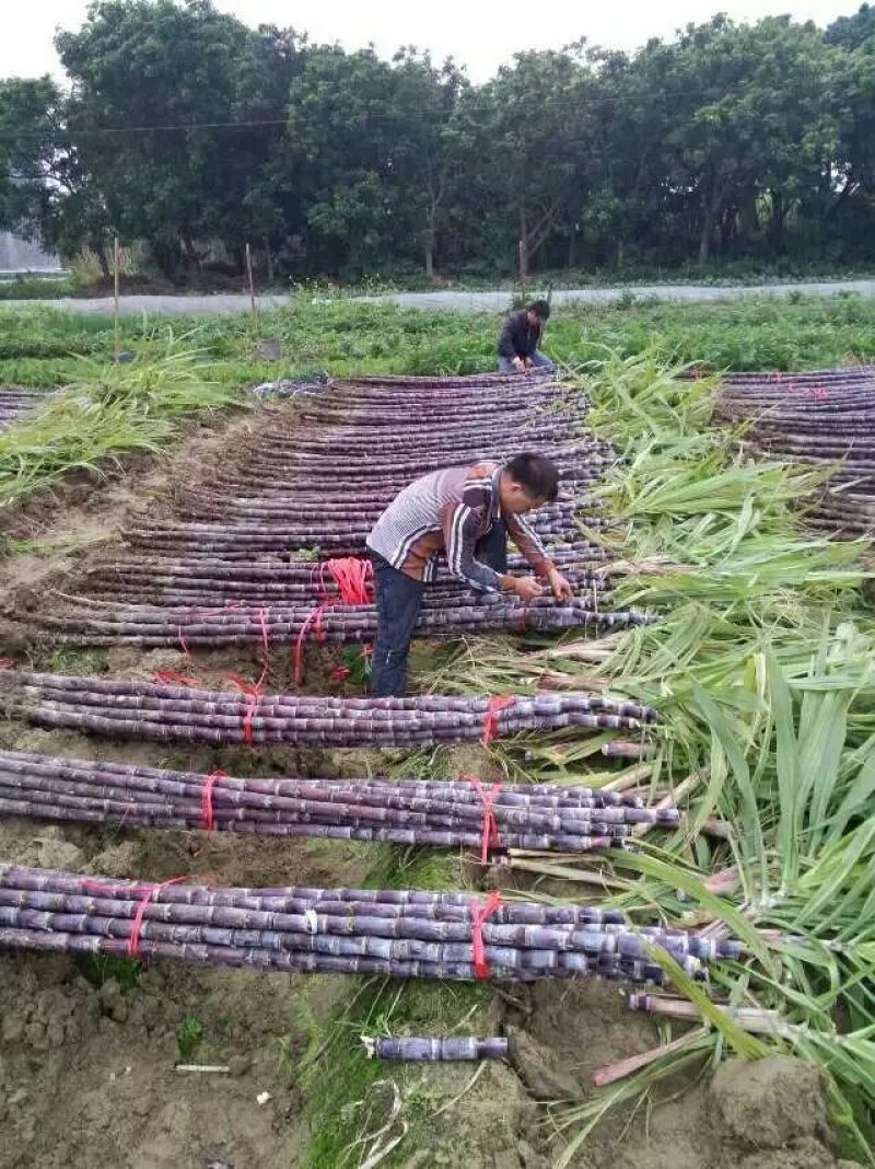 黑皮甘蔗，产地直销，优良品种。